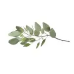 Petites branches, brindilles
