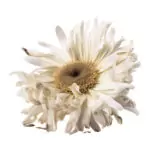 Fleurs fanées